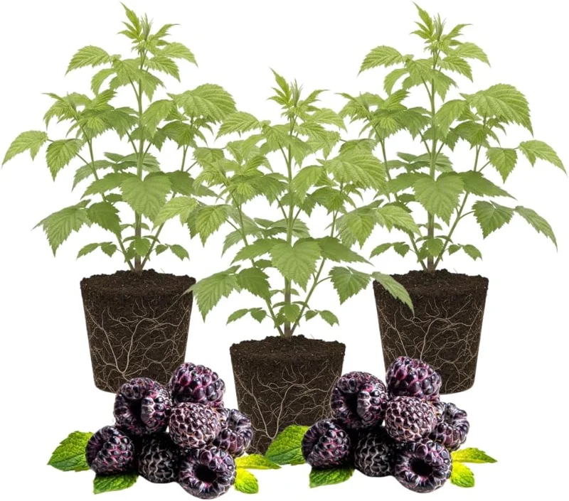 3 Red Raspberry Live Plants – Sweet Raspberry Bushes, 5-8 Inch Height, Outdoor - Image 2