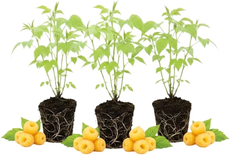 3 Red Raspberry Live Plants – Sweet Raspberry Bushes, 5-8 Inch Height, Outdoor - Image 3