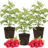 3 Red Raspberry Live Plants – Sweet Raspberry Bushes, 5-8 Inch Height, Outdoor - Image 1