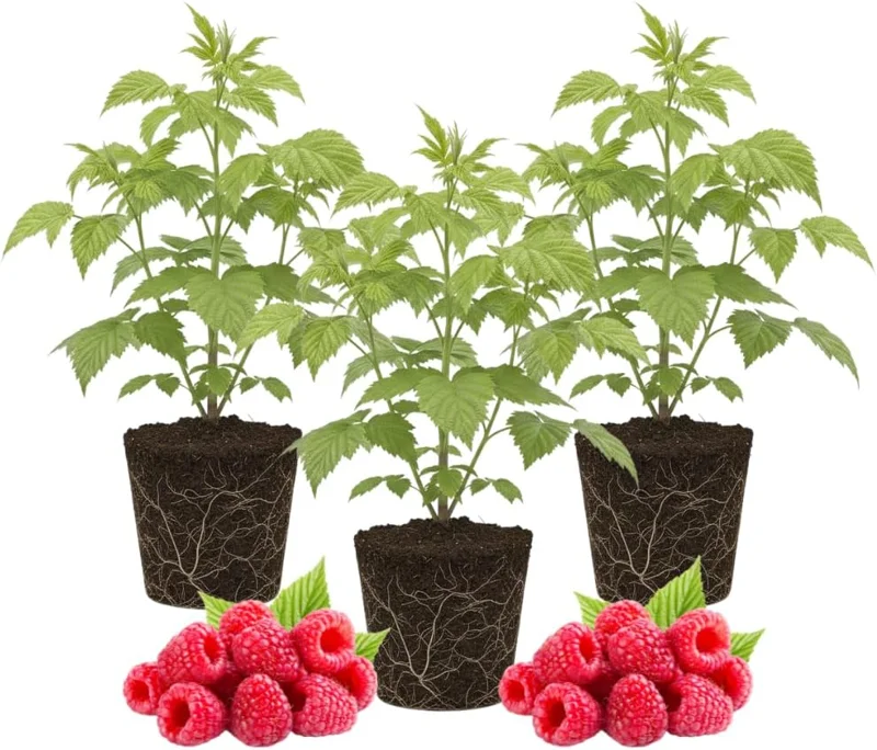 3 Red Raspberry Live Plants – Sweet Raspberry Bushes, 5-8 Inch Height, Outdoor - Image 1