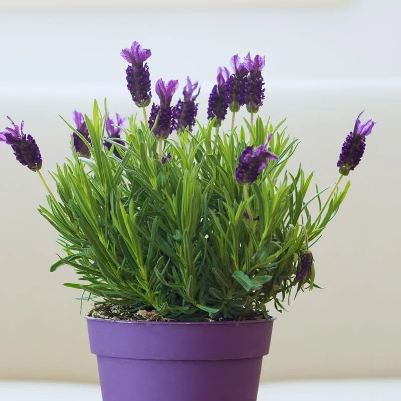 3 Spanish Lavender Live Plants, Fragrant Herb, 4-6 Inches Tall, Full Sun - Image 3