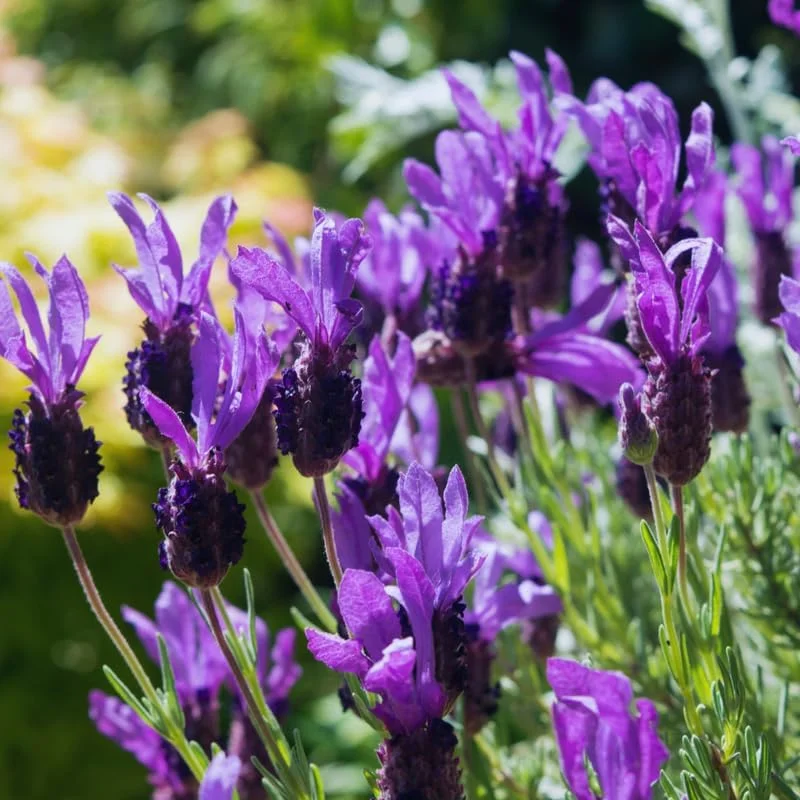 3 Spanish Lavender Live Plants, Fragrant Herb, 4-6 Inches Tall, Full Sun - Image 4