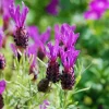 3 Spanish Lavender Live Plants, Fragrant Herb, 4-6 Inches Tall, Full Sun - Image 1