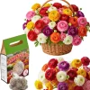 30 Multicolor Ranunculus Flower Bulbs - Corms for Planting - Full Sun - Image 1
