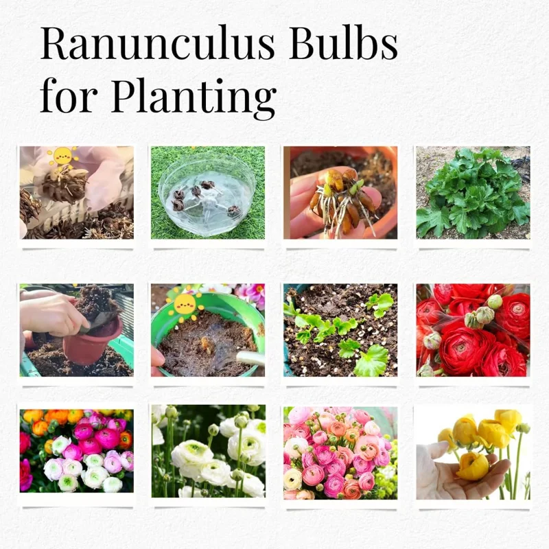 30 Ranunculus Bulbs for Planting – Mixed Flower Corms for Garden & Arrangements - Image 3