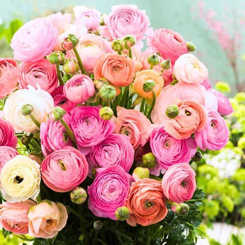 30 Ranunculus Bulbs for Planting – Mixed Flower Corms for Garden & Arrangements - Image 4