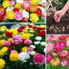 30 Ranunculus Bulbs for Planting – Mixed Flower Corms for Garden & Arrangements - Image 1