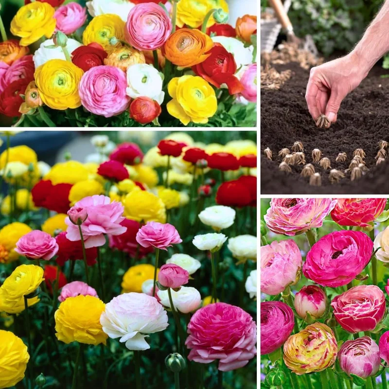 30 Ranunculus Bulbs for Planting – Mixed Flower Corms for Garden & Arrangements - Image 1