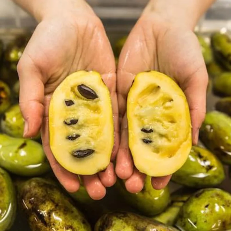 4 American Pawpaw Trees Live Plants, 1 Year Old Bare Root Seedlings, 6-15 Inches Tall, Hardy Asimina Triloba for Zones 5-9 - Image 2