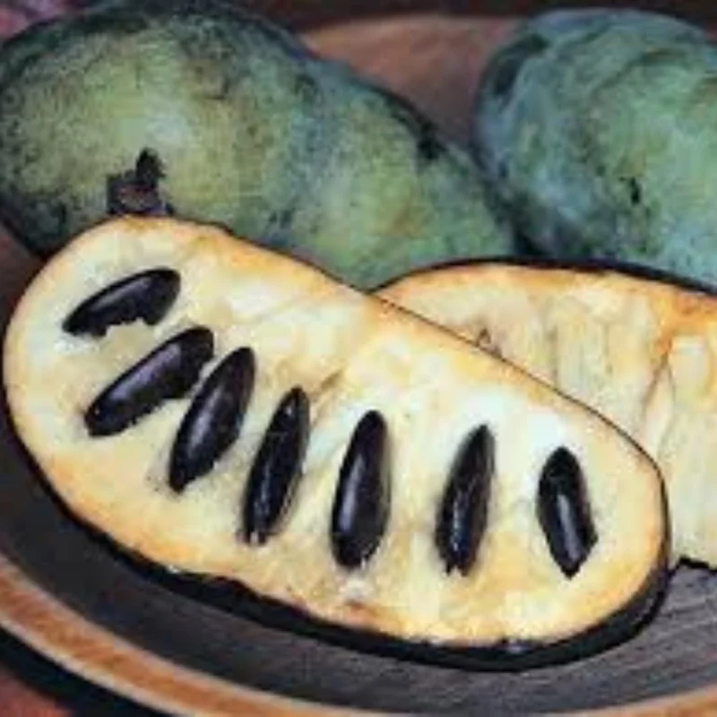 4 American Pawpaw Trees Live Plants, 1 Year Old Bare Root Seedlings, 6-15 Inches Tall, Hardy Asimina Triloba for Zones 5-9 - Image 5