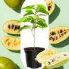 4 American Pawpaw Trees Live Plants, 1 Year Old Bare Root Seedlings, 6-15 Inches Tall, Hardy Asimina Triloba for Zones 5-9 - Image 1