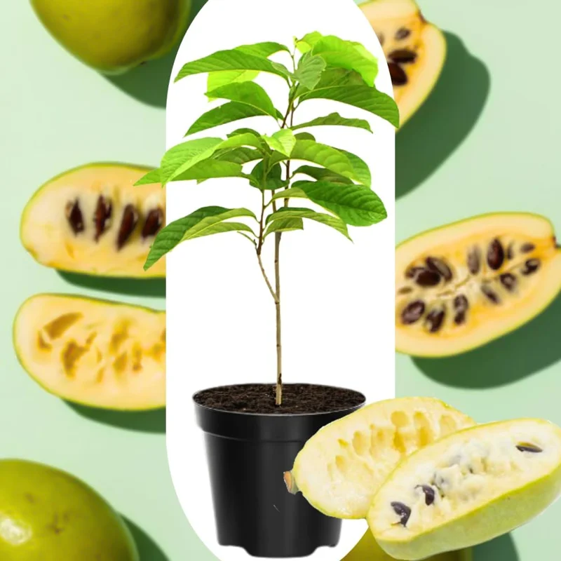 4 American Pawpaw Trees Live Plants, 1 Year Old Bare Root Seedlings, 6-15 Inches Tall, Hardy Asimina Triloba for Zones 5-9 - Image 1