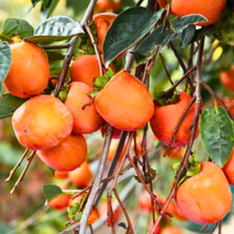 4 American Persimmon Trees Live Plants 12-24", Bare Root, Dormant, Cold Hardy, Outdoor - Image 2