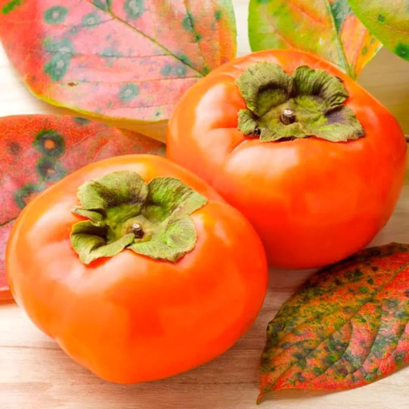 4 American Persimmon Trees Live Plants 12-24", Bare Root, Dormant, Cold Hardy, Outdoor - Image 1