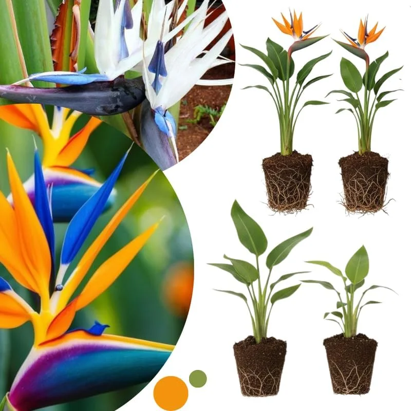 4 Bird of Paradise Live Plants, Strelitzia Reginae, 4-7 Inch Tall, Tropical Indoor/Outdoor - Image 2