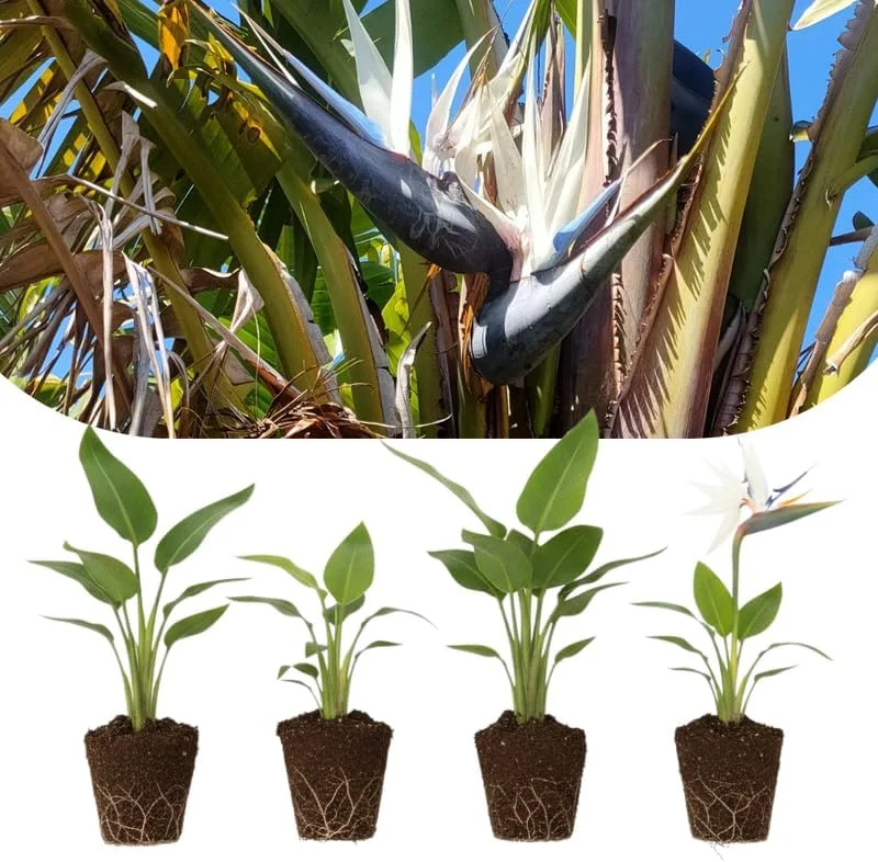 4 Bird of Paradise Live Plants, Strelitzia Reginae, 4-7 Inch Tall, Tropical Indoor/Outdoor - Image 1
