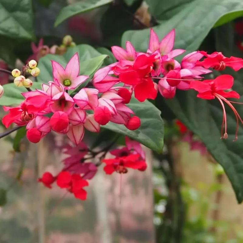 4 Bleeding Heart Live Plants 4-6 Inch Tall – Perennial Shade Flowers, Mix Color, Outdoor - Image 2