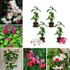 4 Bleeding Heart Live Plants 4-6 Inch Tall – Perennial Shade Flowers, Mix Color, Outdoor - Image 1