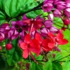 4 Clerodendrum Bleeding Heart Live Plants, 5-10" Tall Vine, Bell Flowers - Image 1