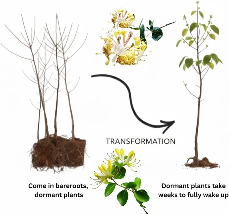 4 Honeysuckle Plants Live, 8-12 Inch Dormant Bare Root, Fragrant Yellow White Outdoor Bushes - Image 4