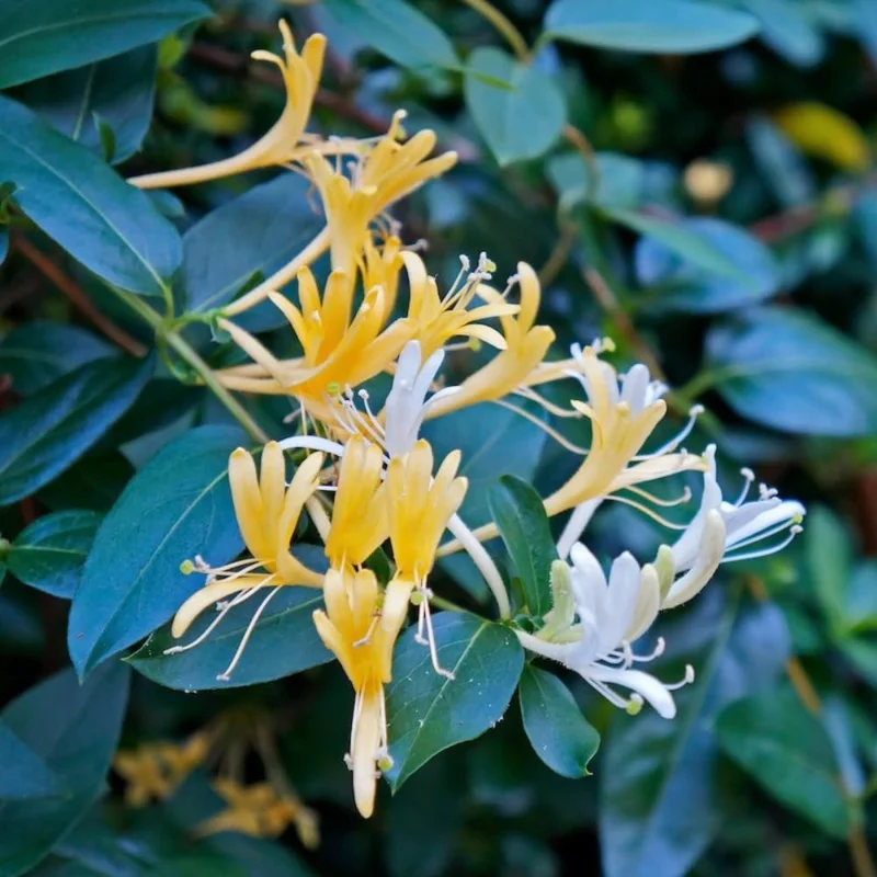 4 Honeysuckle Plants Live, 8-12 Inch Dormant Bare Root, Fragrant Yellow White Outdoor Bushes - Image 5