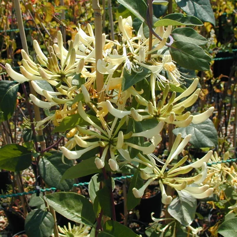4 Honeysuckle Plants Live, 8-12 Inch Dormant Bare Root, Fragrant Yellow White Outdoor Bushes - Image 6
