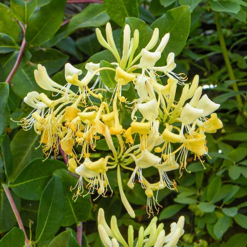 4 Honeysuckle Plants Live, 8-12 Inch Dormant Bare Root, Fragrant Yellow White Outdoor Bushes - Image 7