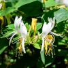 4 Honeysuckle Plants Live, 8-12 Inch Dormant Bare Root, Fragrant Yellow White Outdoor Bushes - Image 1