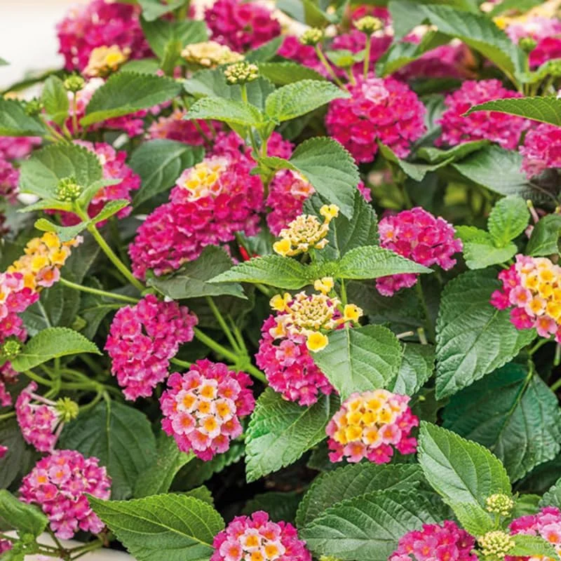 4 Lantana Live Plants, Pink Orange Yellow, 4-7 Inches Tall, Outdoor Hardy - Image 2