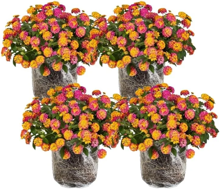 4 Lantana Live Plants, Pink Orange Yellow, 4-7 Inches Tall, Outdoor Hardy - Image 1