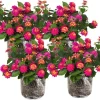 4 Lantana Live Plants Pink Yellow - Hardy Annual Flower Plant 4-7 Inches Tall Outdoor - Image 1
