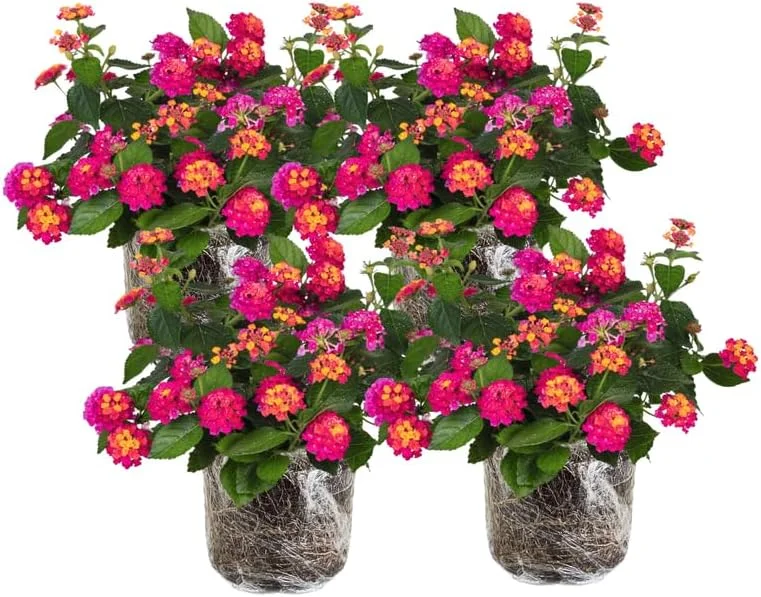4 Lantana Live Plants Pink Yellow - Hardy Annual Flower Plant 4-7 Inches Tall Outdoor - Image 1