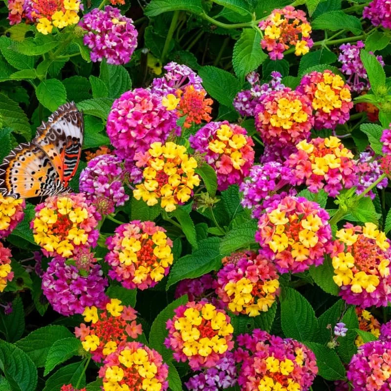 4 Lantana Live Plants Pink Yellow - Hardy Annual Flower Plant 4-7 Inches Tall Outdoor - Image 2