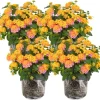 4 Lantana Live Plants Pink Yellow – Hardy Annual Flower, 4-7 inches Tall - Image 1