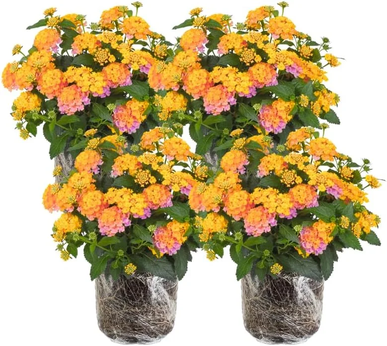 4 Lantana Live Plants Pink Yellow – Hardy Annual Flower, 4-7 inches Tall - Image 1