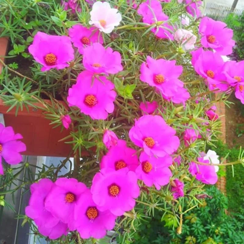 4 Mix Moss Rose Live Plants, Portulaca Ground Cover Flowers, 4-6 Inch Tall - Image 2