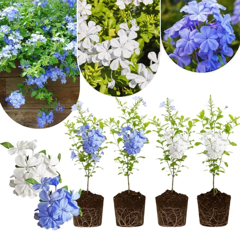4 Mix Plumbago Live Plants 4-7 inches Tall – Tropical Flowering Shrub - Image 1