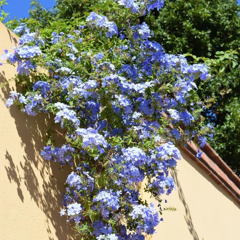 4 Mix Plumbago Live Plants 4-7 inches Tall – Tropical Flowering Shrub - Image 9