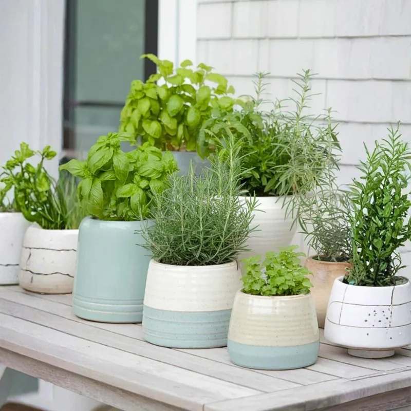 4 Mixed Herb Live Plants - Edible & Fragrant Assortment 4-8'' Tall - Indoor/Outdoor - Image 2