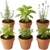 4 Mixed Herb Live Plants - Edible & Fragrant Assortment 4-8'' Tall - Indoor/Outdoor - Image 1