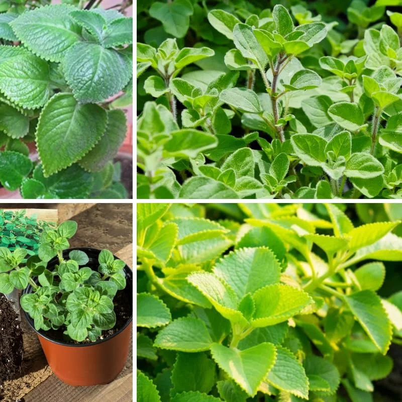 4 Mixed Oregano Live Plants, 4-6 Inches Tall – Greek & Cuban Culinary Herb - Image 2