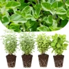 4 Mixed Oregano Live Plants, 4-6 Inches Tall – Greek & Cuban Culinary Herb - Image 1