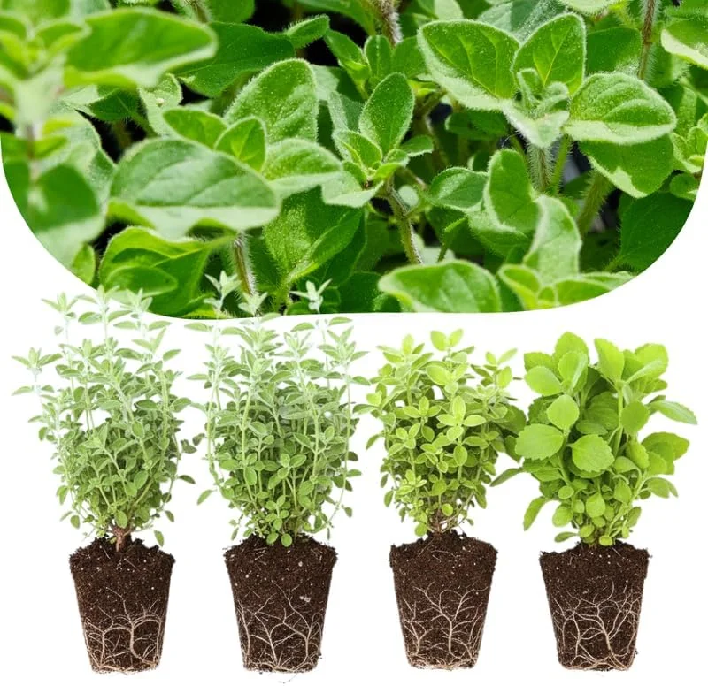 4 Mixed Oregano Live Plants, 4-6 Inches Tall – Greek & Cuban Culinary Herb - Image 1