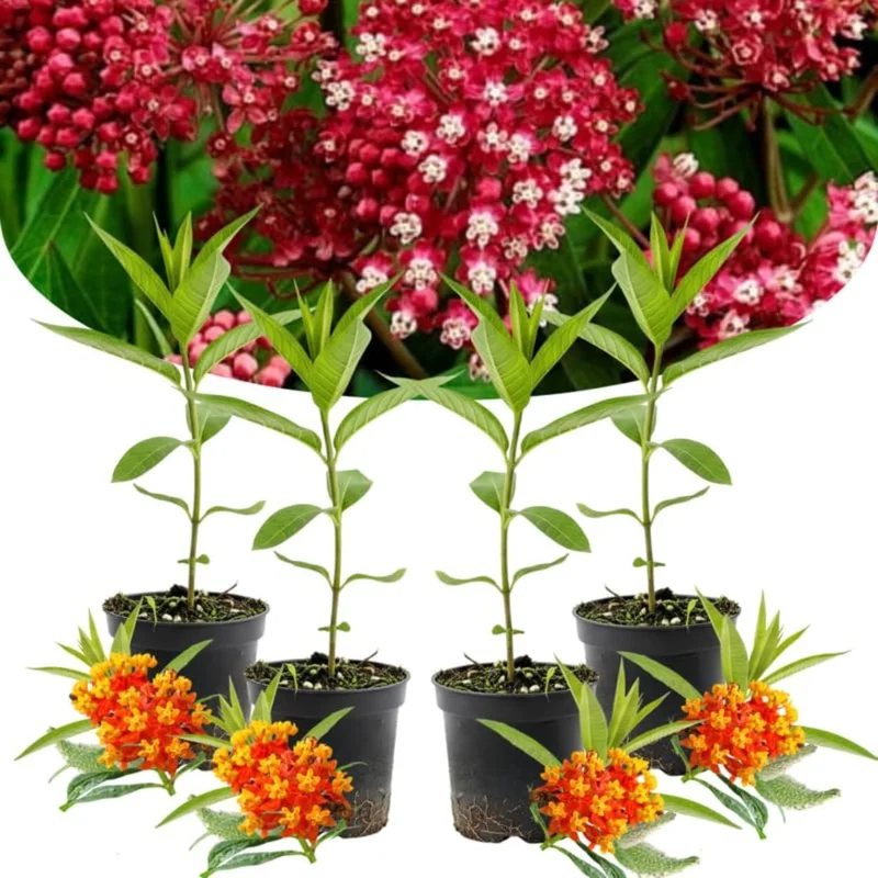 4 Orange Milkweed Plants Live, Asclepias Tuberosa, 4-9" Tall, Outdoor - Image 2