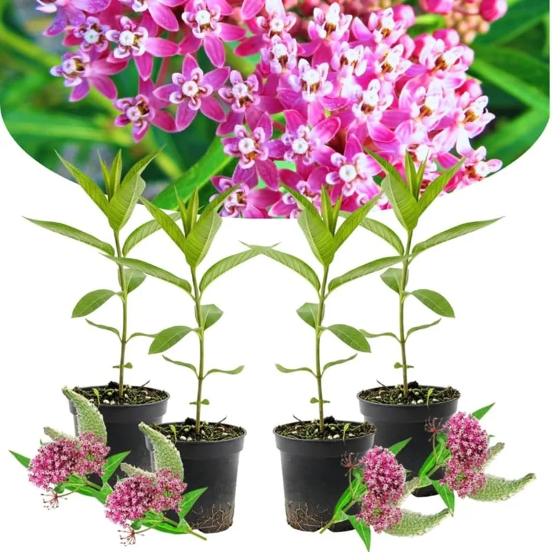 4 Orange Milkweed Plants Live, Asclepias Tuberosa, 4-9" Tall, Outdoor - Image 1