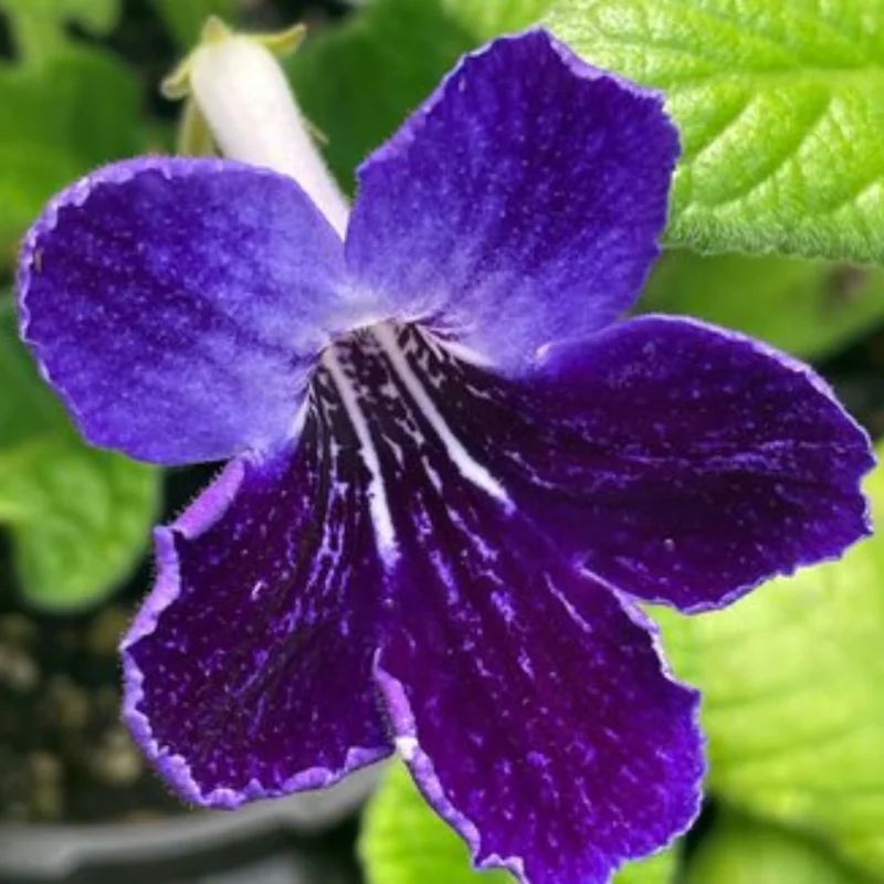 4 Pack Concord Blue Streptocarpella Live Plants, 4-7 Inches Tall, for Containers & Baskets - Image 4