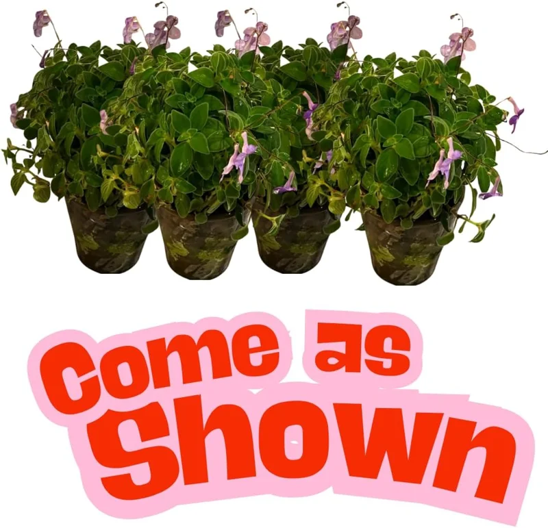 4 Pack Concord Blue Streptocarpella Live Plants, 4-7 Inches Tall, for Containers & Baskets - Image 5