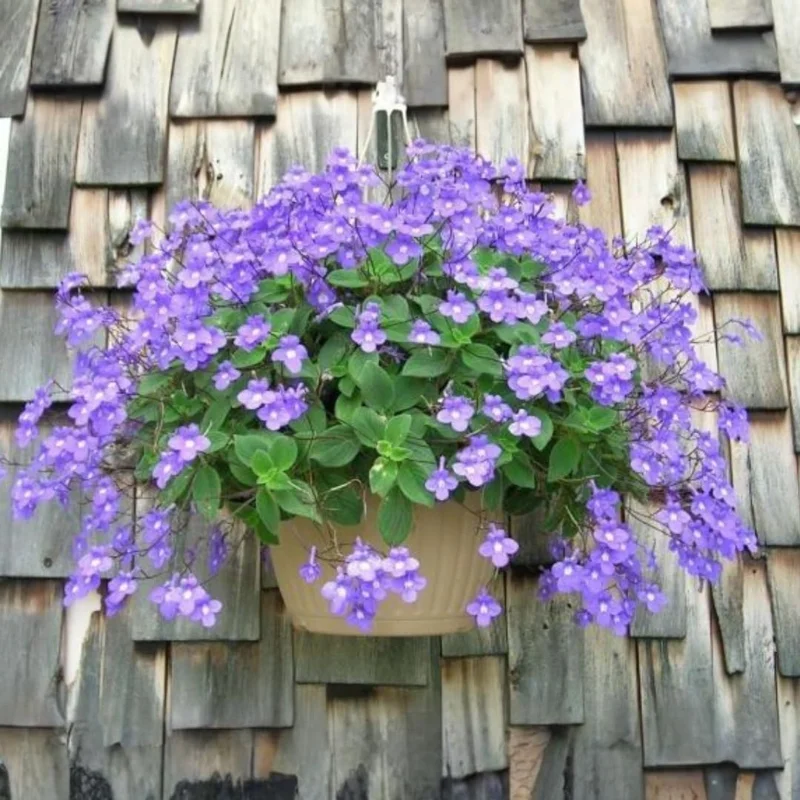 4 Pack Concord Blue Streptocarpella Live Plants, 4-7 Inches Tall, for Containers & Baskets - Image 1