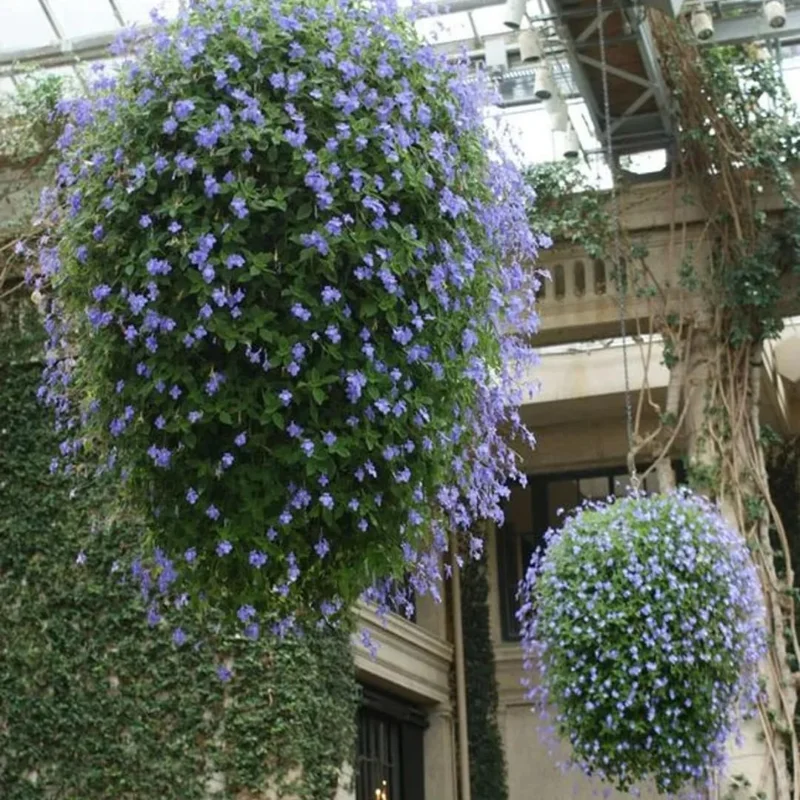 4 Pack Concord Blue Streptocarpella Live Plants, 4-7 Inches Tall, for Containers & Baskets - Image 6