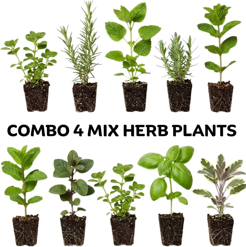 4 Pack Mixed Herb Live Plants - Lemon Balm, Rosemary, Basil, Oregano - 4-8" Tall Seedlings for Garden & Kitchen - Image 2